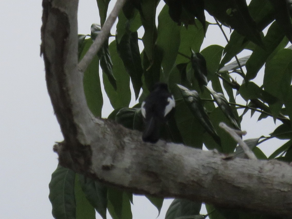 Philippine Magpie-Robin - Rafa Leal