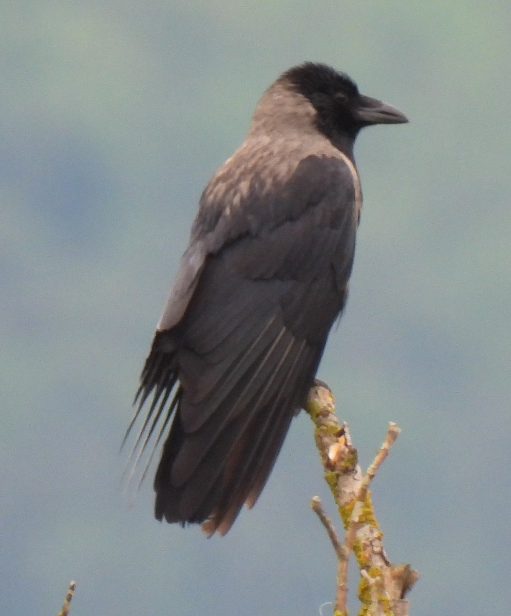 Carrion x Hooded Crow (hybrid) - ML619219754