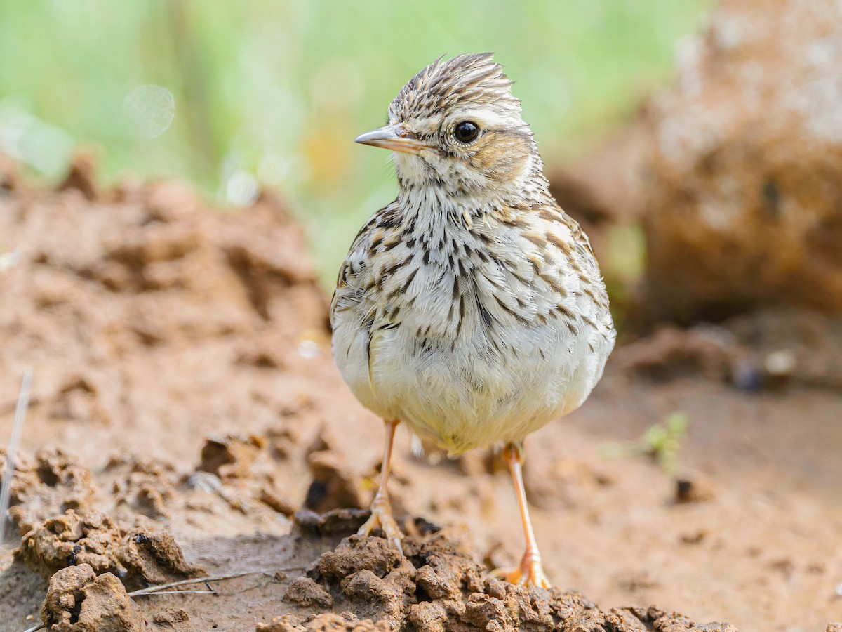 Wood Lark - Mac Aragon