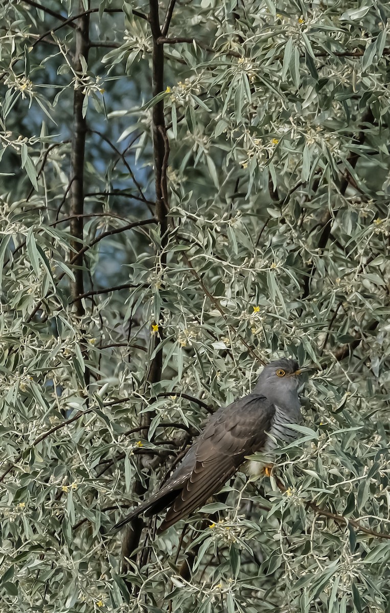 Common Cuckoo - ML619219757