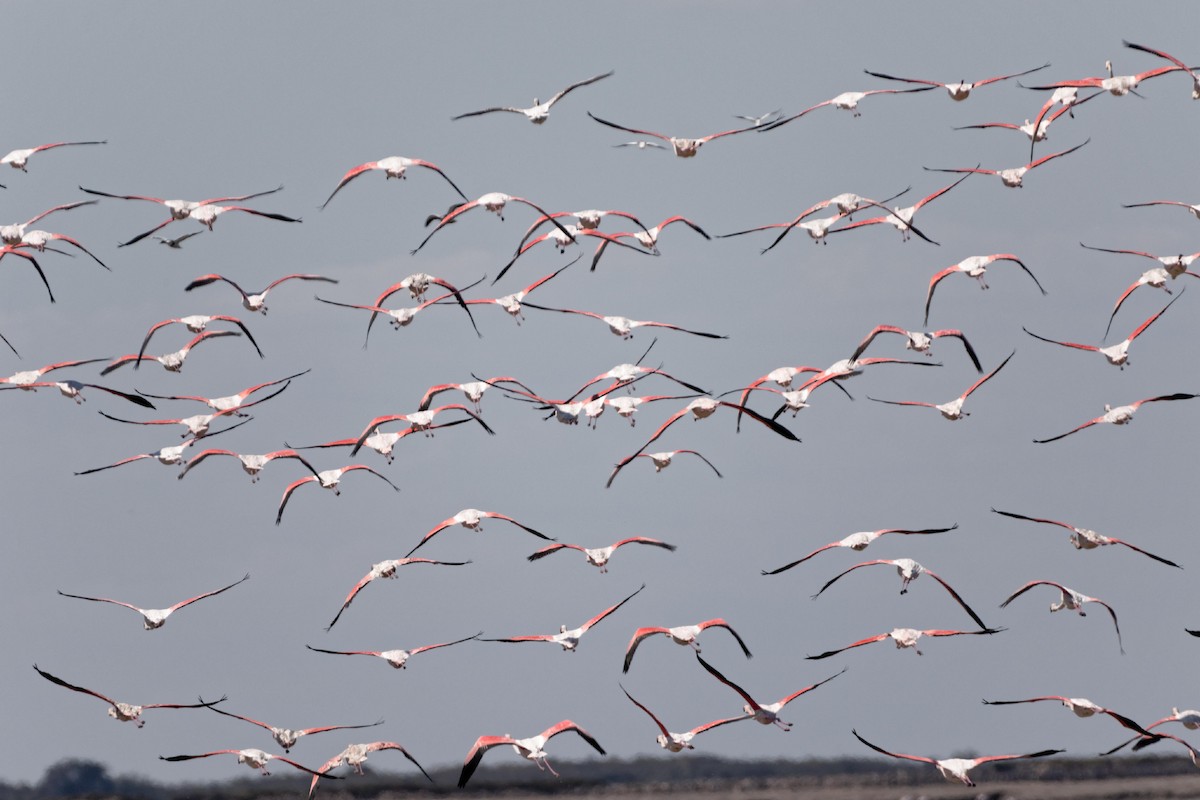 Greater Flamingo - Anonymous