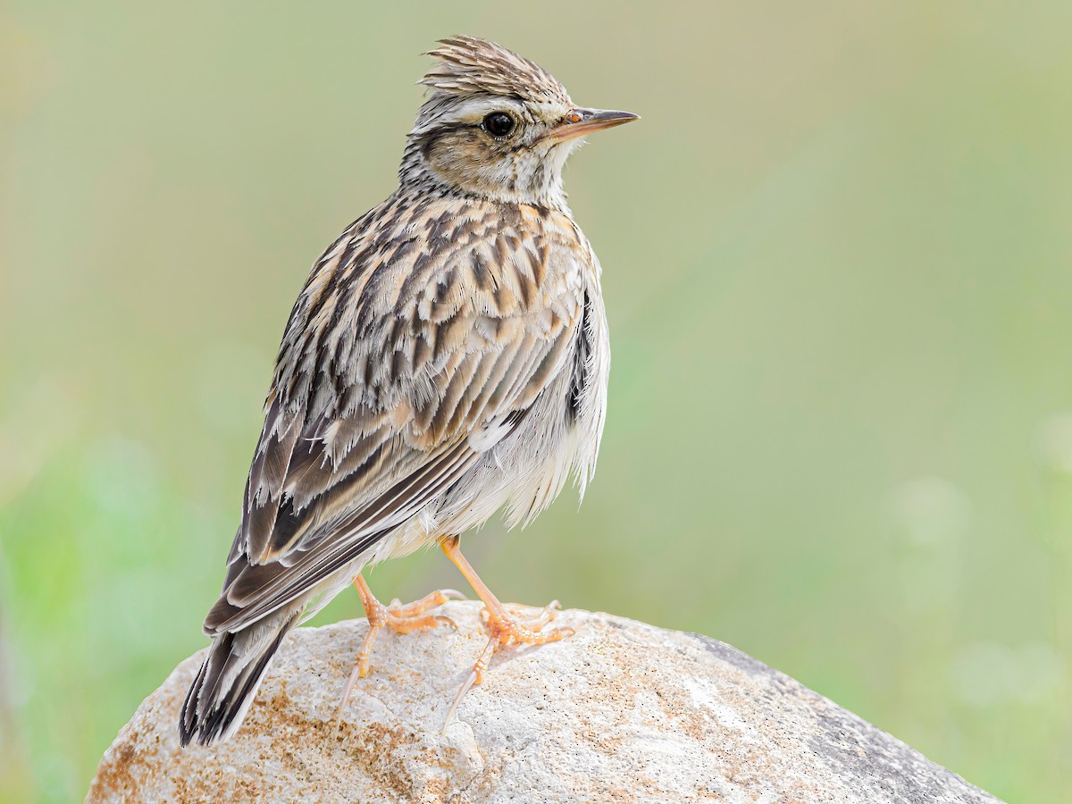 Wood Lark - Mac Aragon