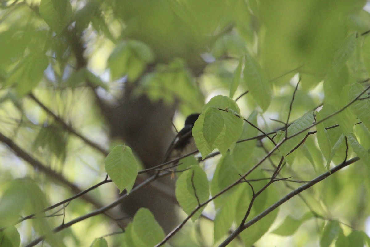 Black-throated Blue Warbler - Zac Cota