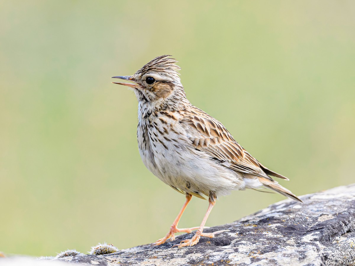 Wood Lark - Mac Aragon