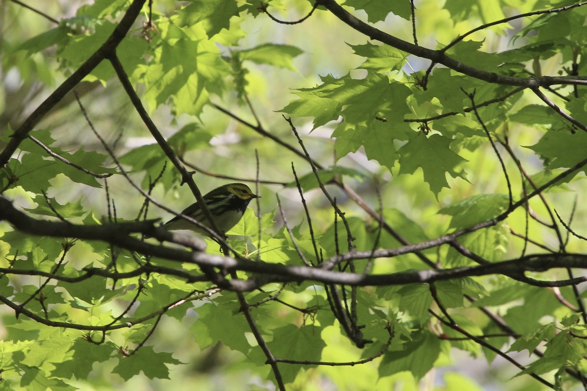 Black-throated Green Warbler - Zac Cota
