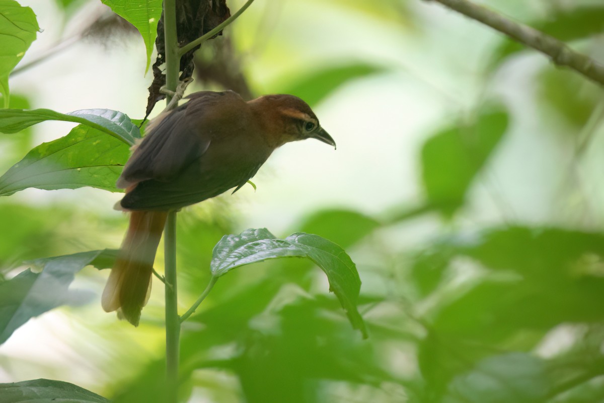 Slaty-winged Foliage-gleaner - Chris Venetz | Ornis Birding Expeditions