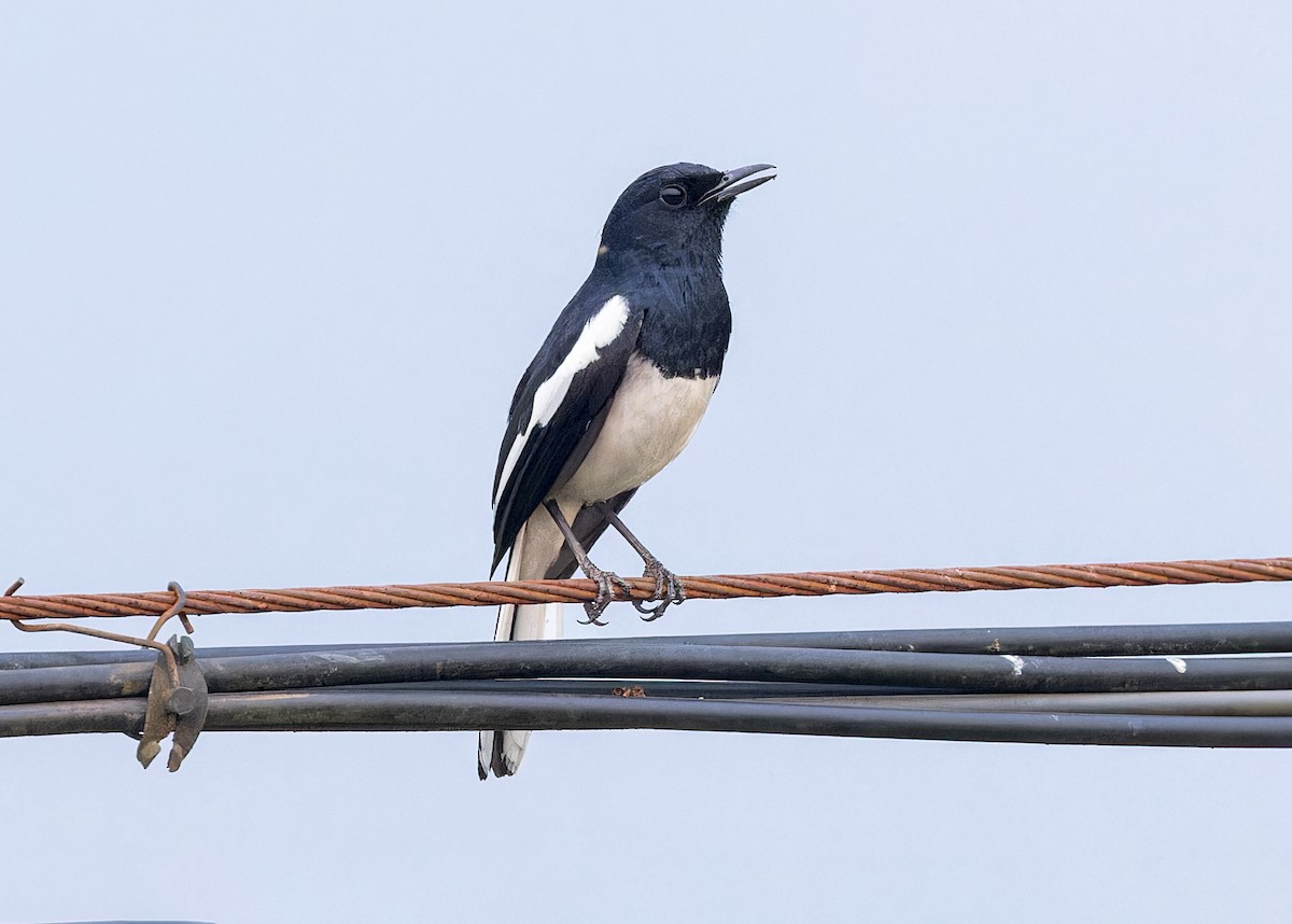 Oriental Magpie-Robin - ML619219777