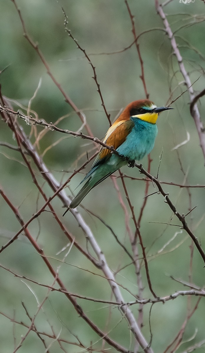 European Bee-eater - ML619219781