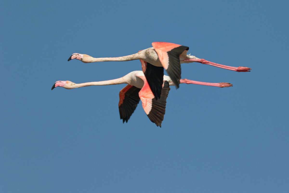 Greater Flamingo - Anonymous