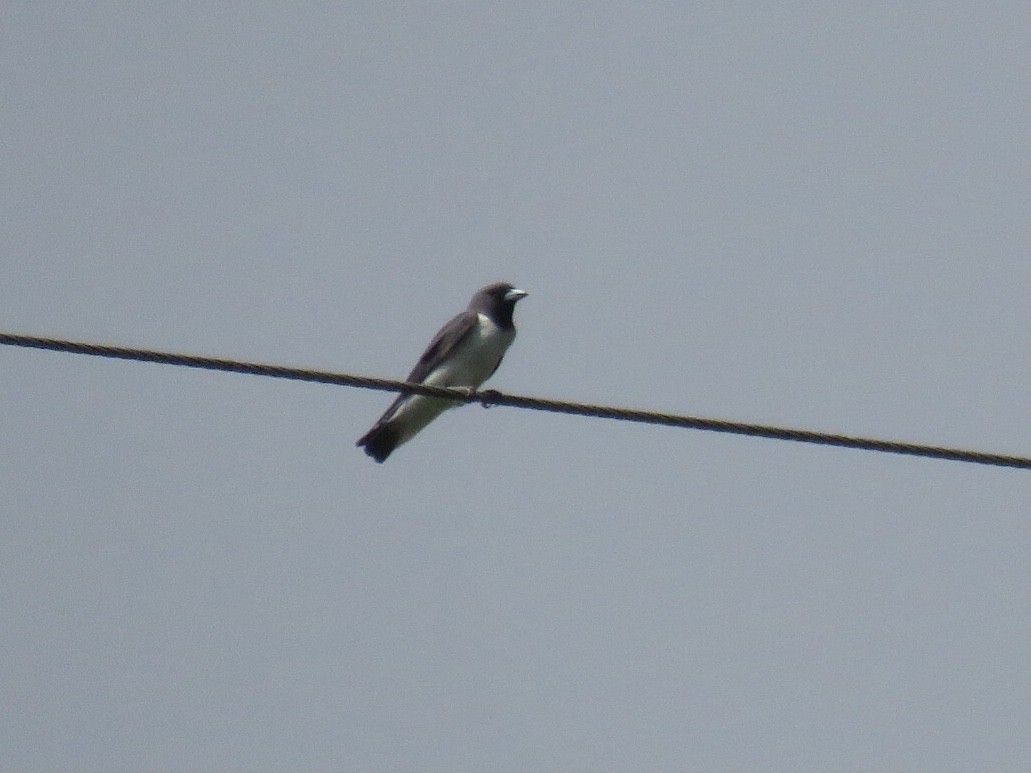 White-breasted Woodswallow - Rafa Leal