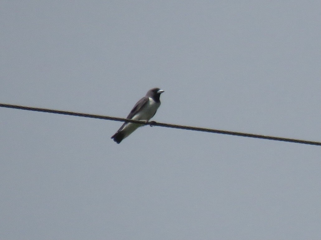 White-breasted Woodswallow - ML619219795