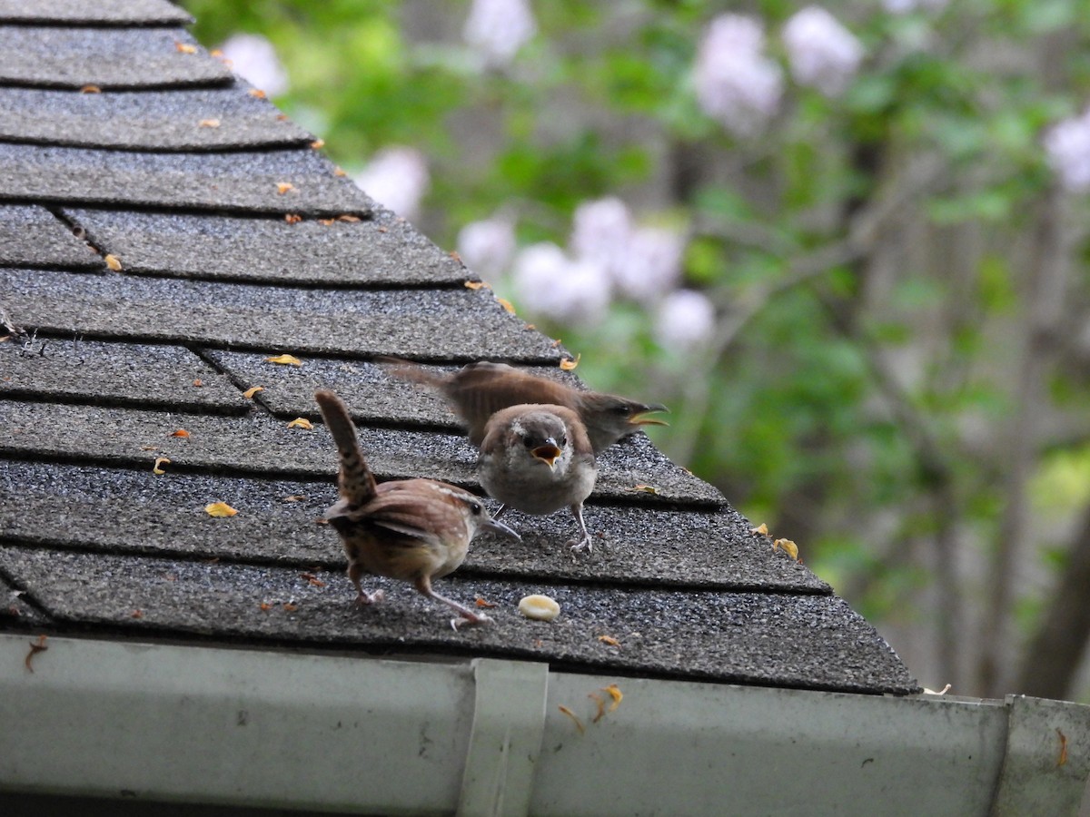 Carolina Wren - Michelle Bélanger