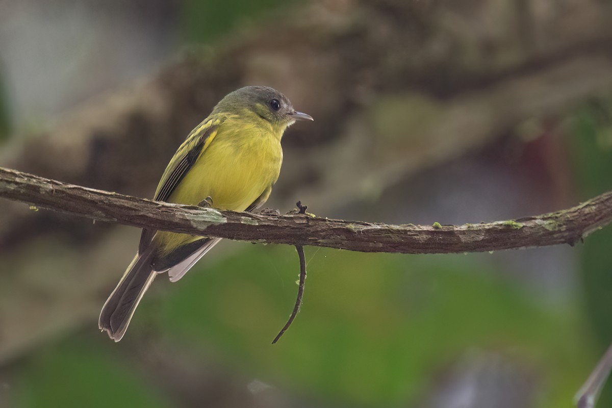 Antioquia Bristle-Tyrant - Chris Venetz | Ornis Birding Expeditions