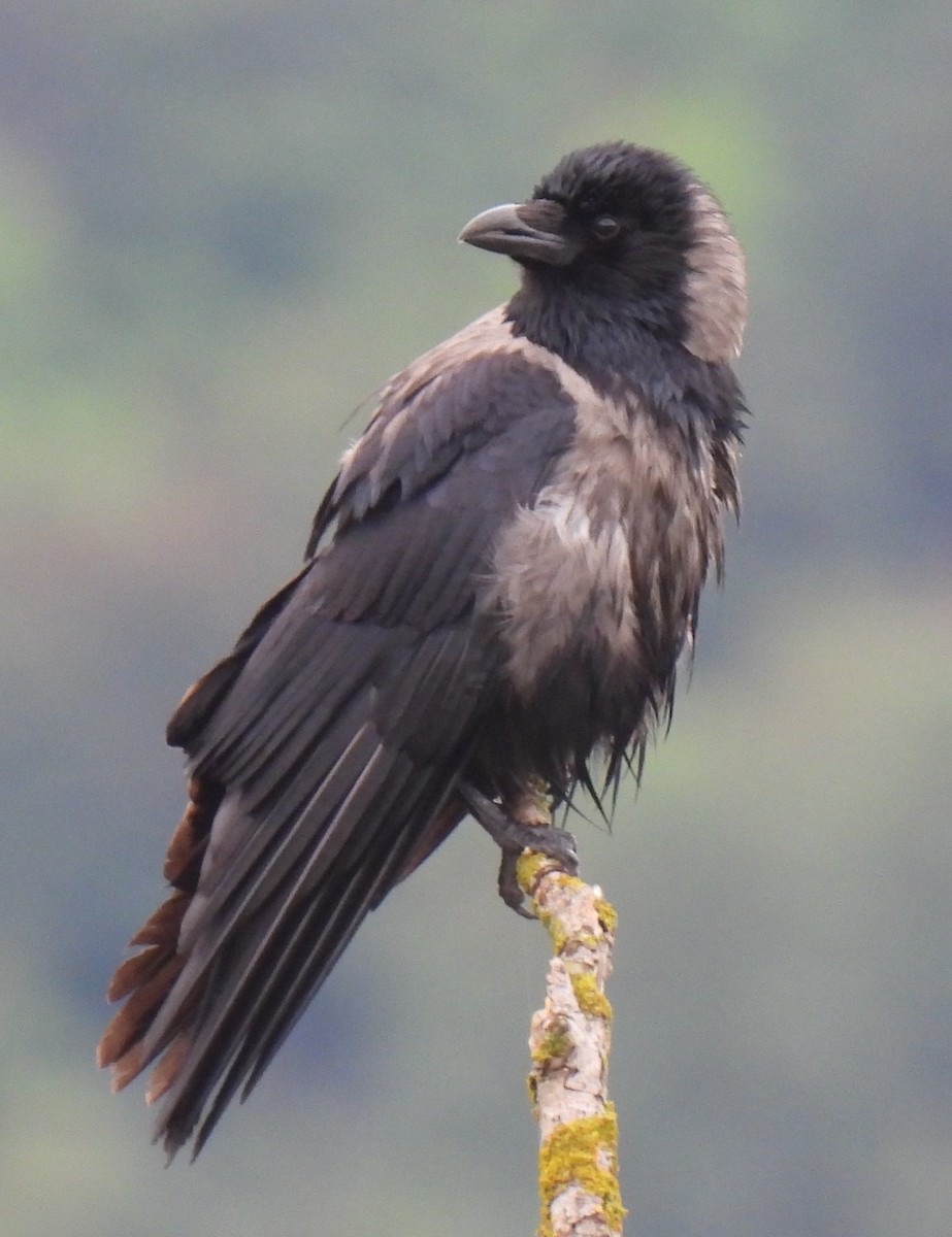 Carrion x Hooded Crow (hybrid) - ML619219812