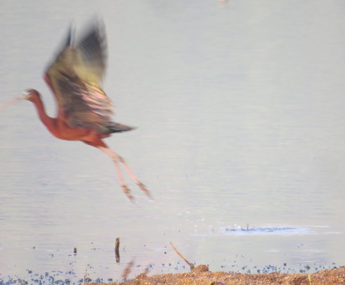 Glossy Ibis - Chris Bowden