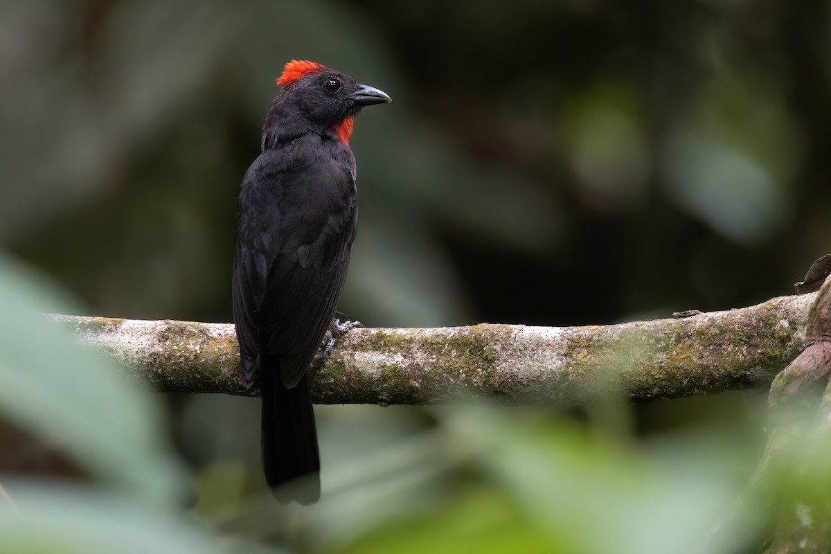 Sooty Ant-Tanager - Chris Venetz | Ornis Birding Expeditions