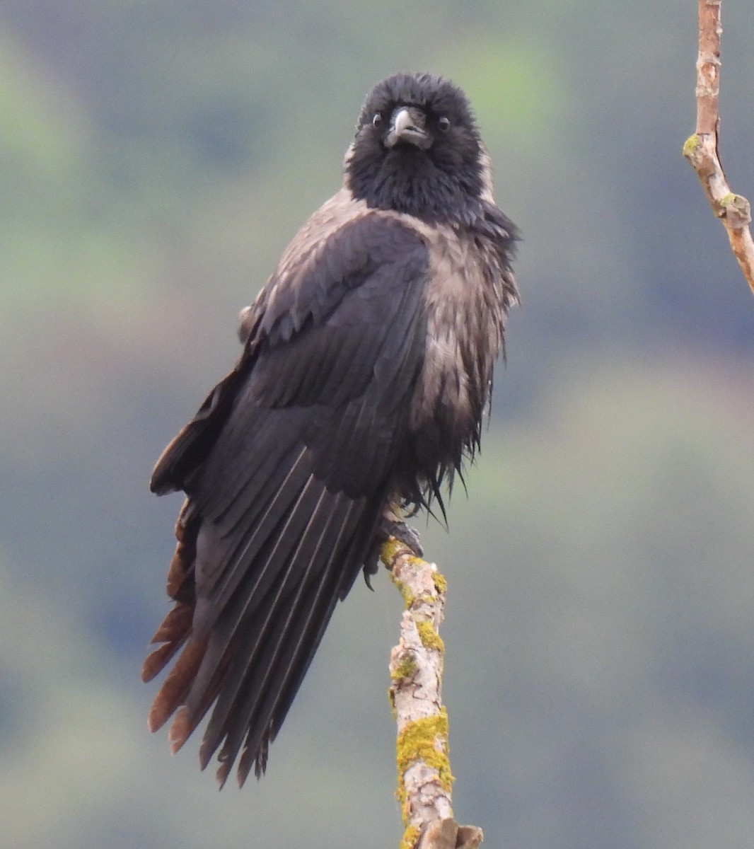 Carrion x Hooded Crow (hybrid) - ML619219839