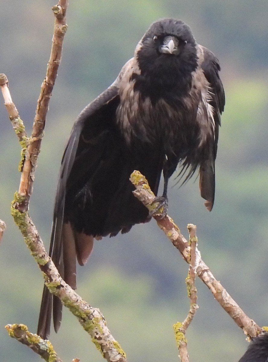 Carrion x Hooded Crow (hybrid) - ML619219841