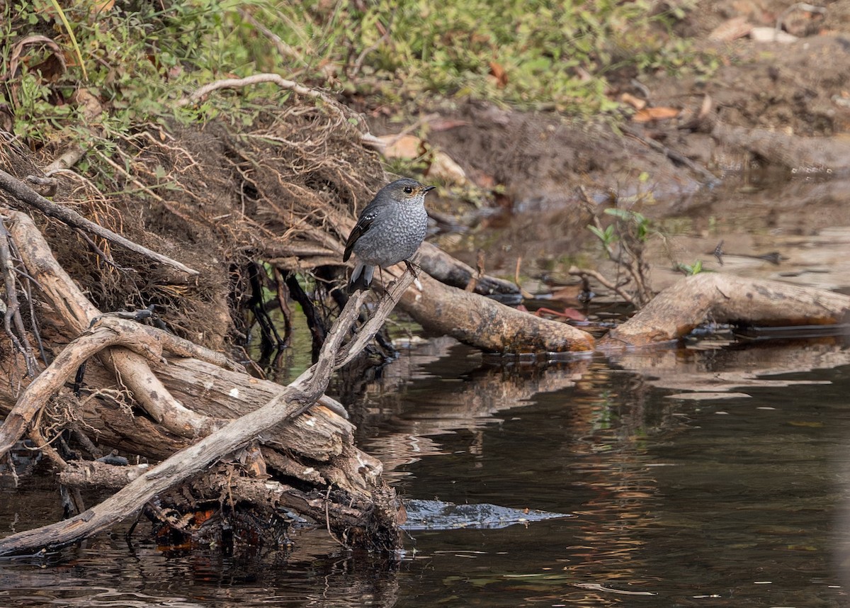 Plumbeous Redstart - Ma Yan Bryant