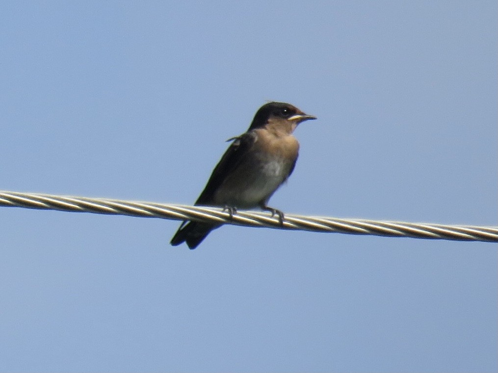 Pacific Swallow (Pacific) - ML619219851