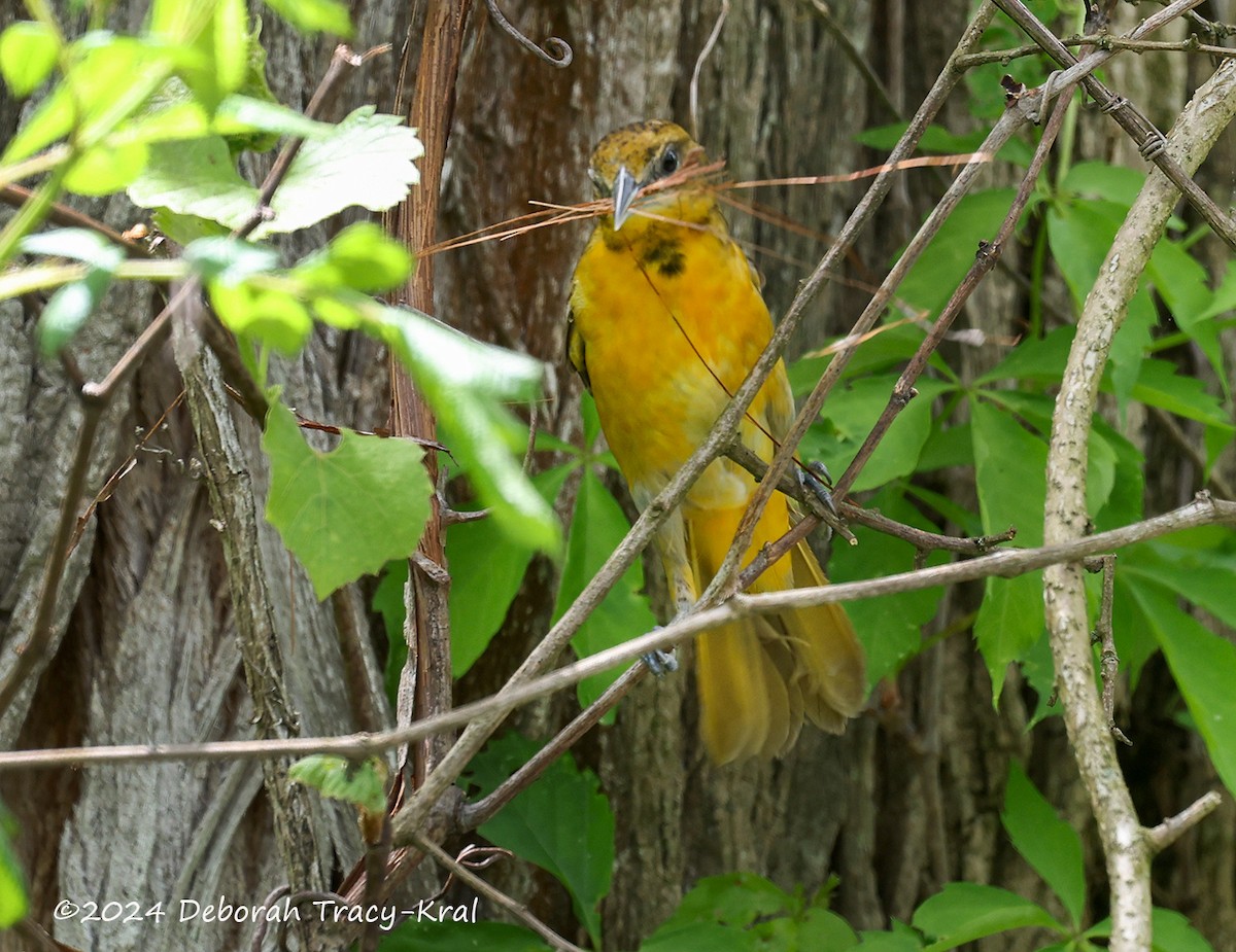 Baltimore Oriole - ML619219856