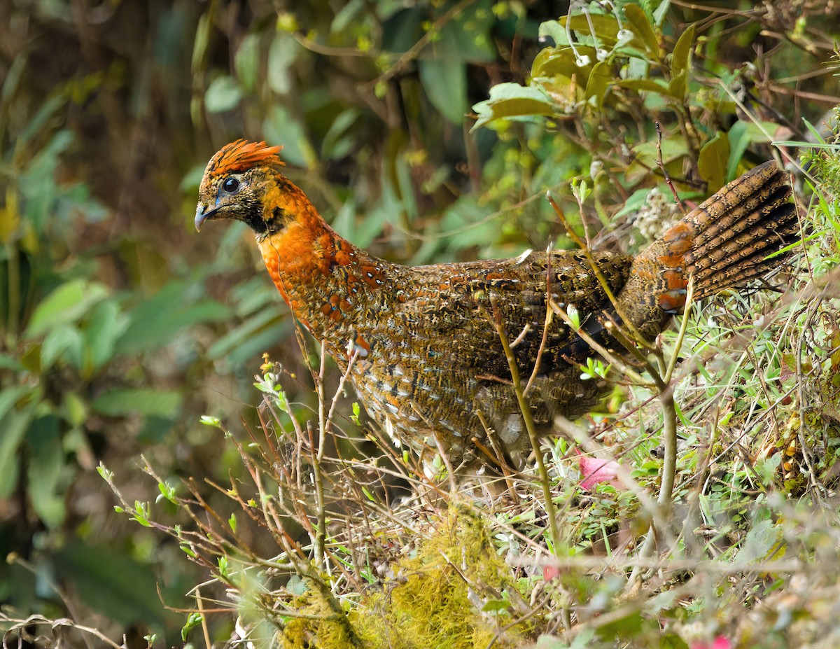 Temminck's Tragopan - ML619219857