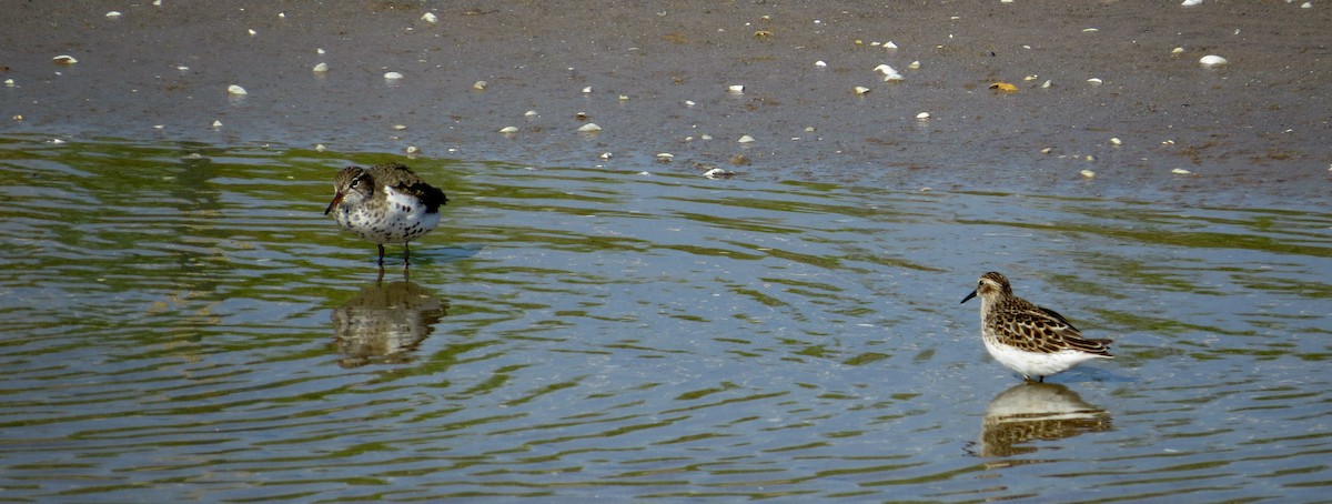 Spotted Sandpiper - ML619219859