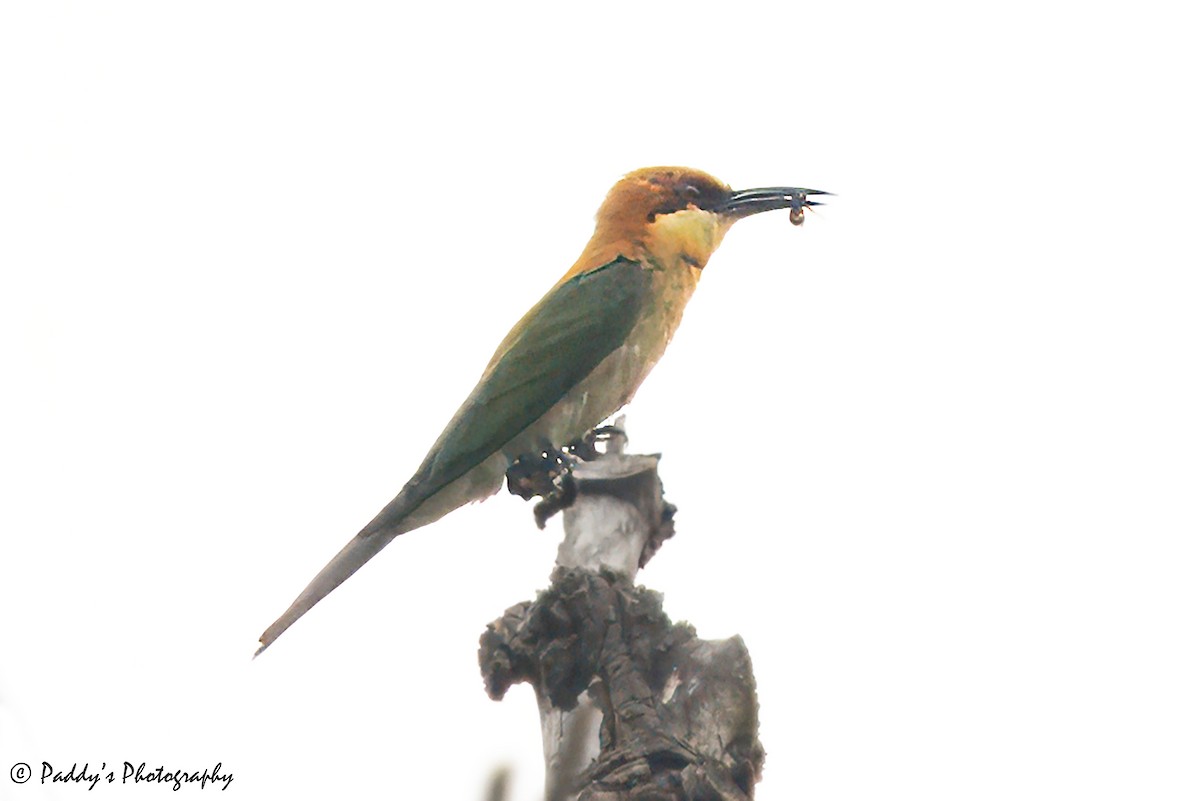 Chestnut-headed Bee-eater - Padmanav Kundu