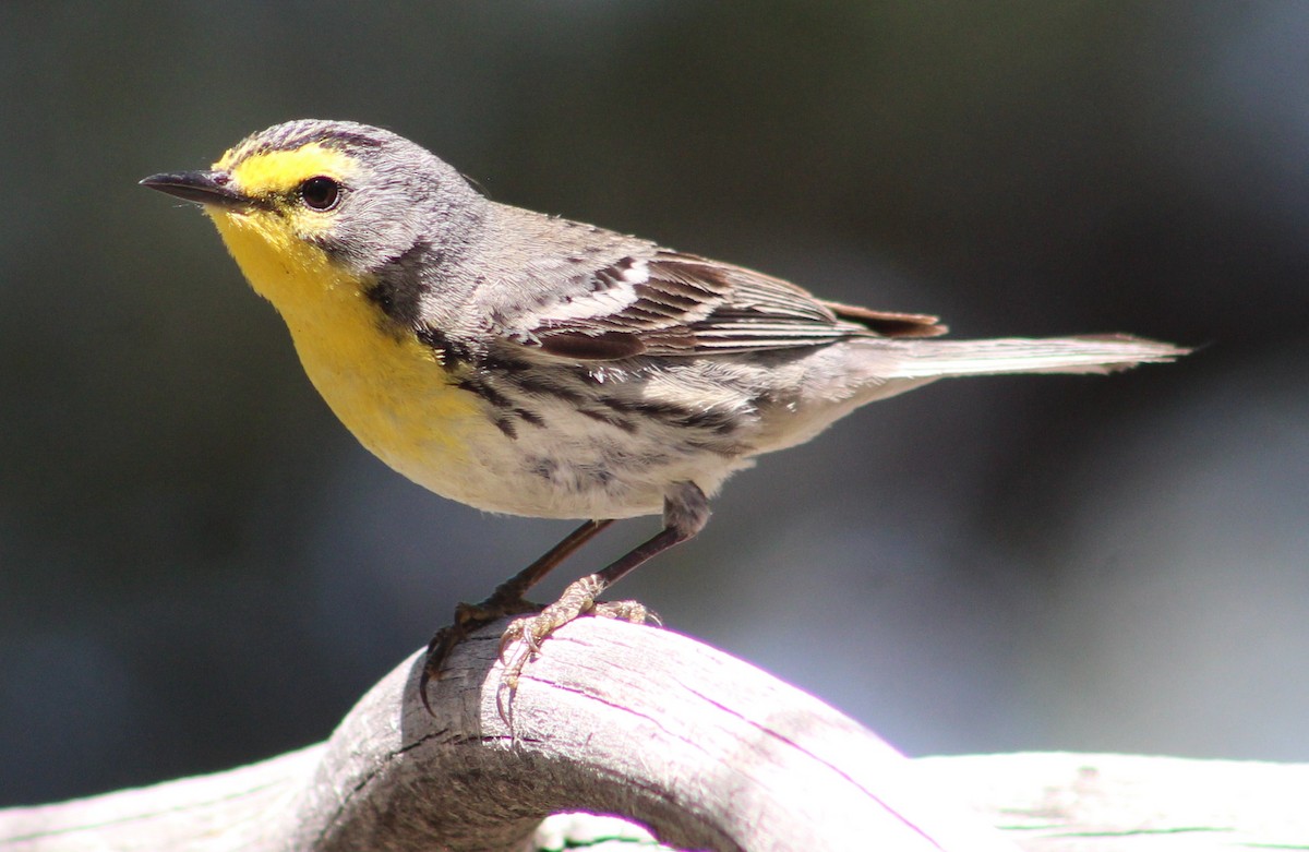 Grace's Warbler - Tommy DeBardeleben