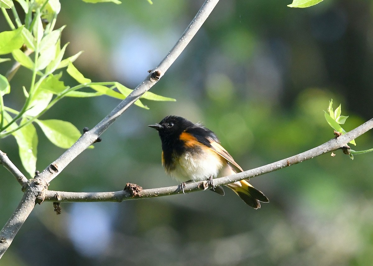 American Redstart - Gary Chapin