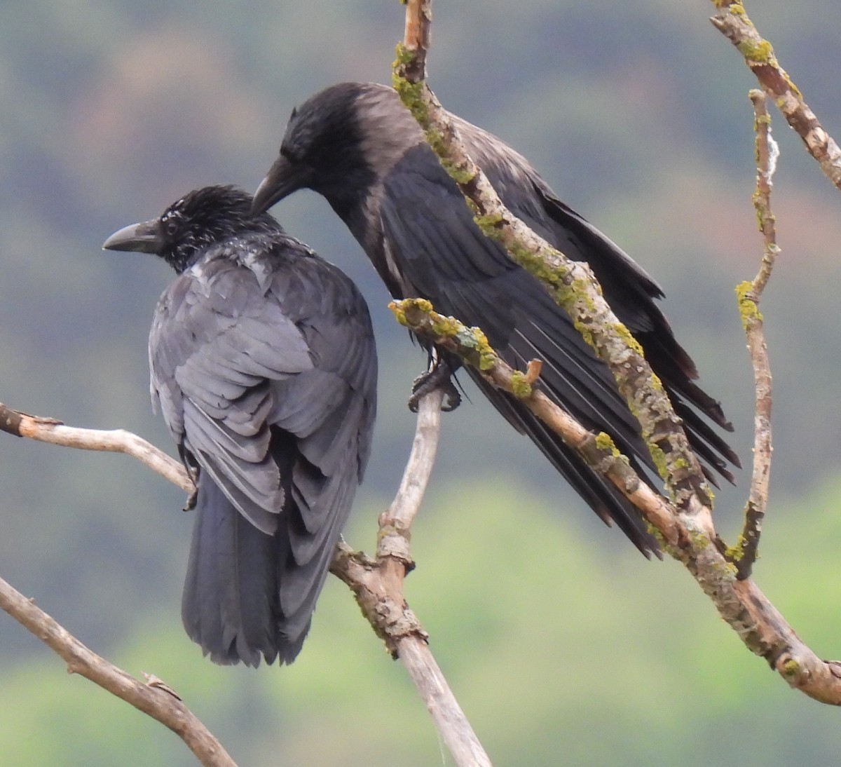 Carrion x Hooded Crow (hybrid) - ML619219870