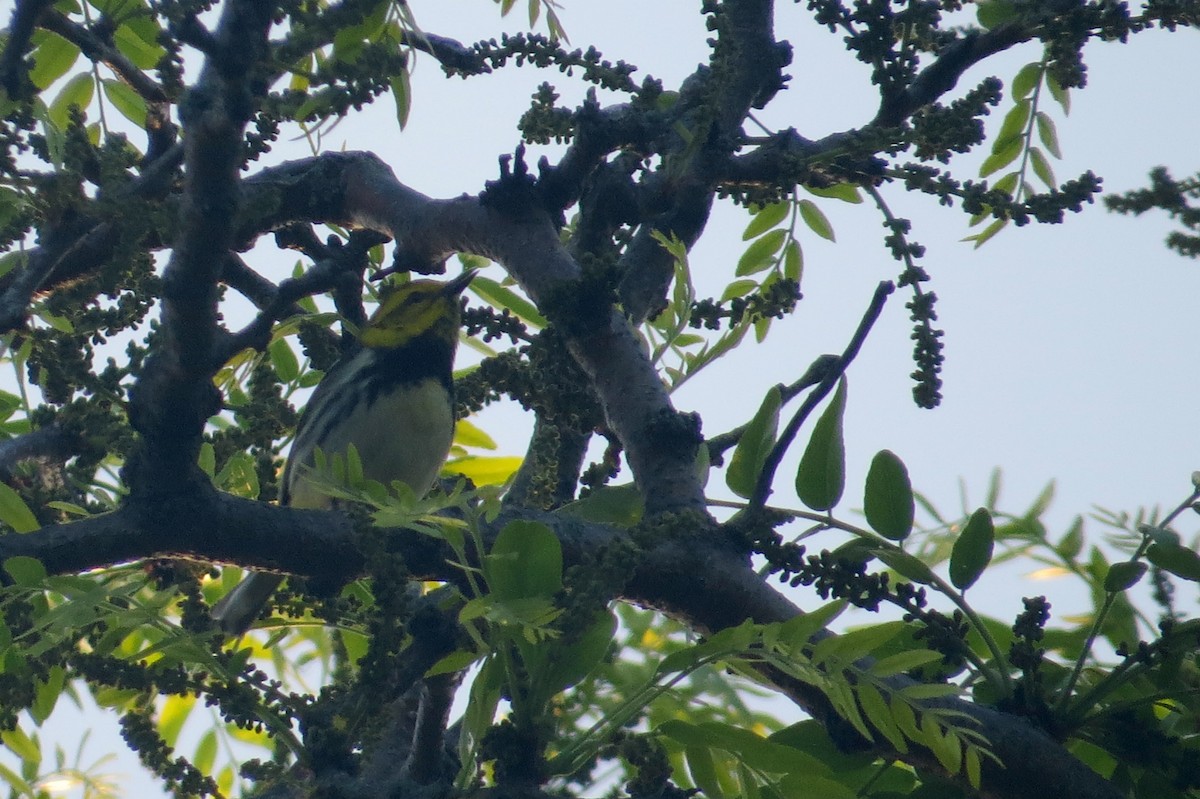 Black-throated Green Warbler - ML619219873