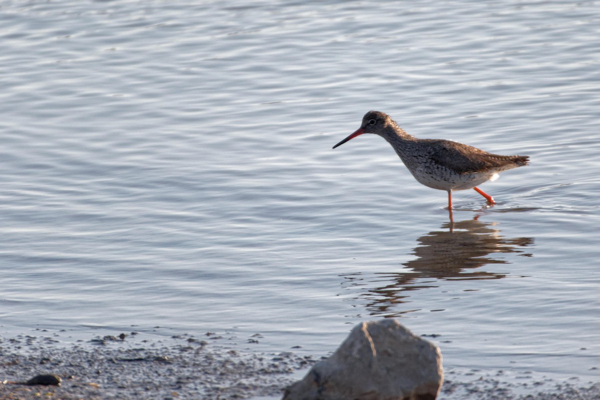 Common Redshank - ML619219877