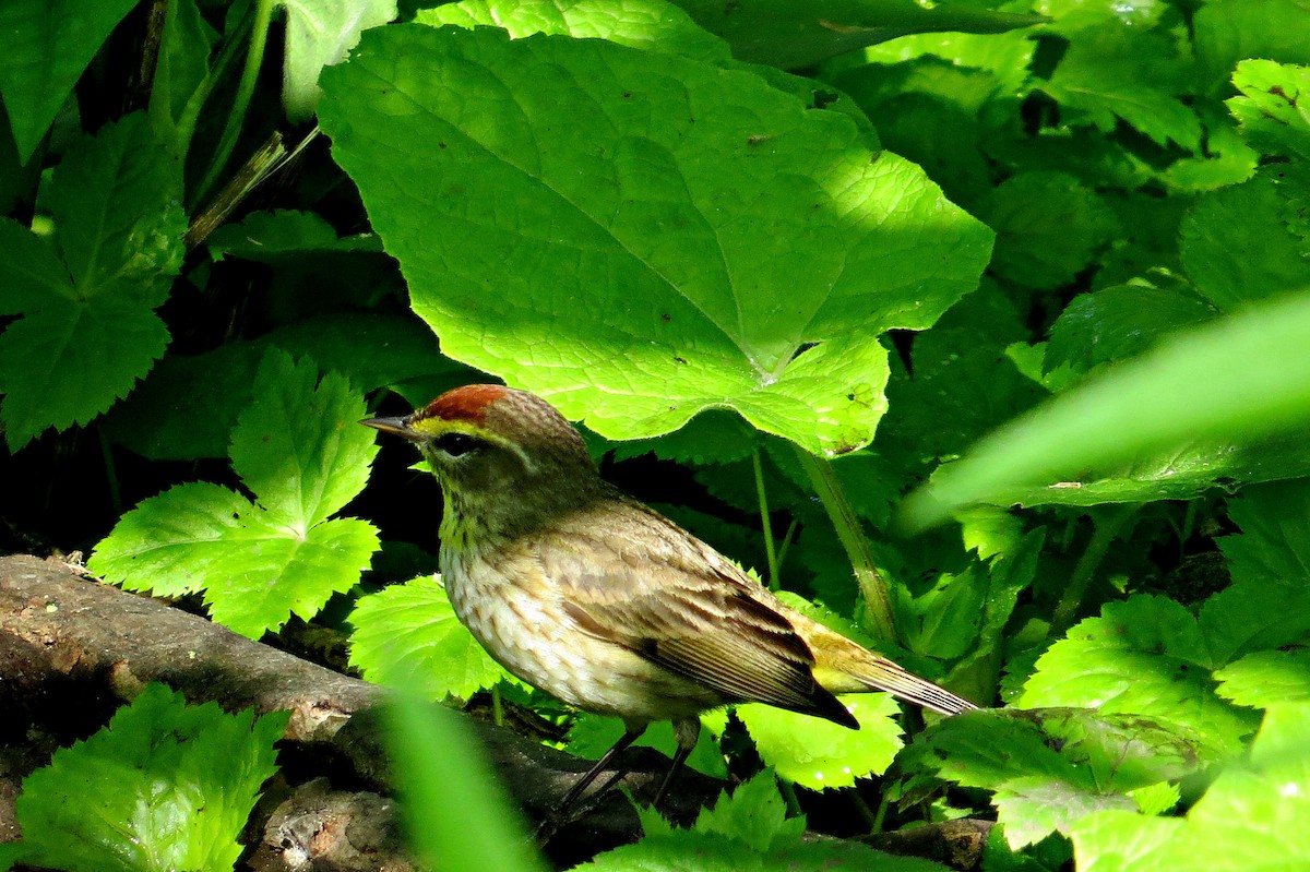 Palm Warbler - ML619219879