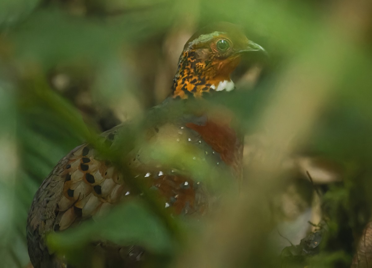 Chestnut-breasted Partridge - dhiman adhikari