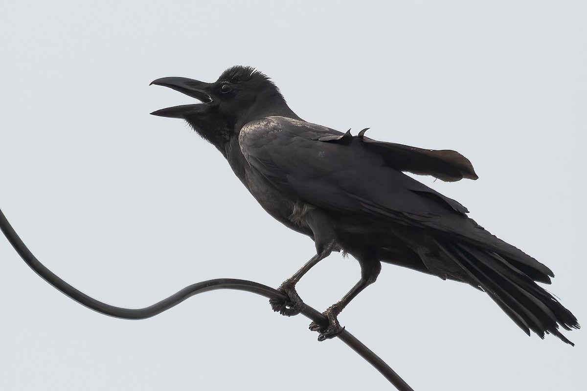 Large-billed Crow - ML619219901