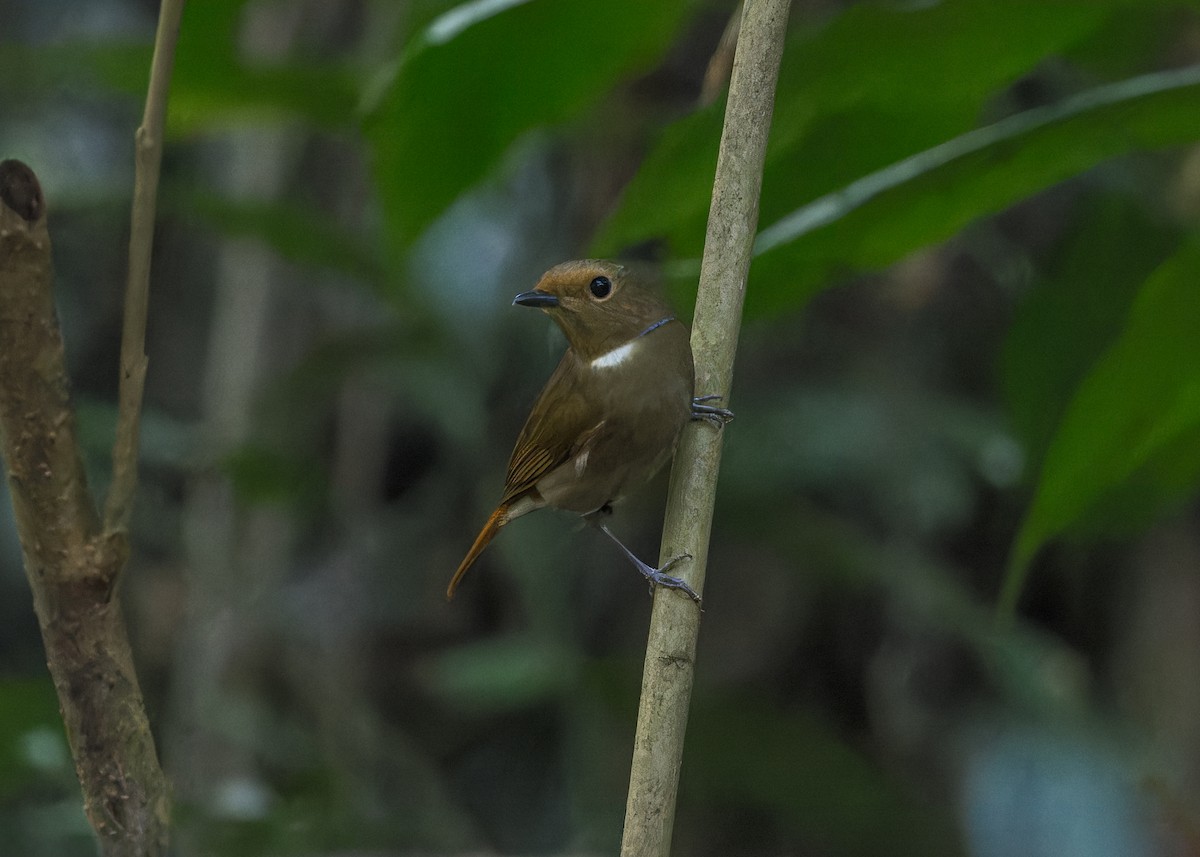 Rufous-bellied Niltava - Ma Yan Bryant