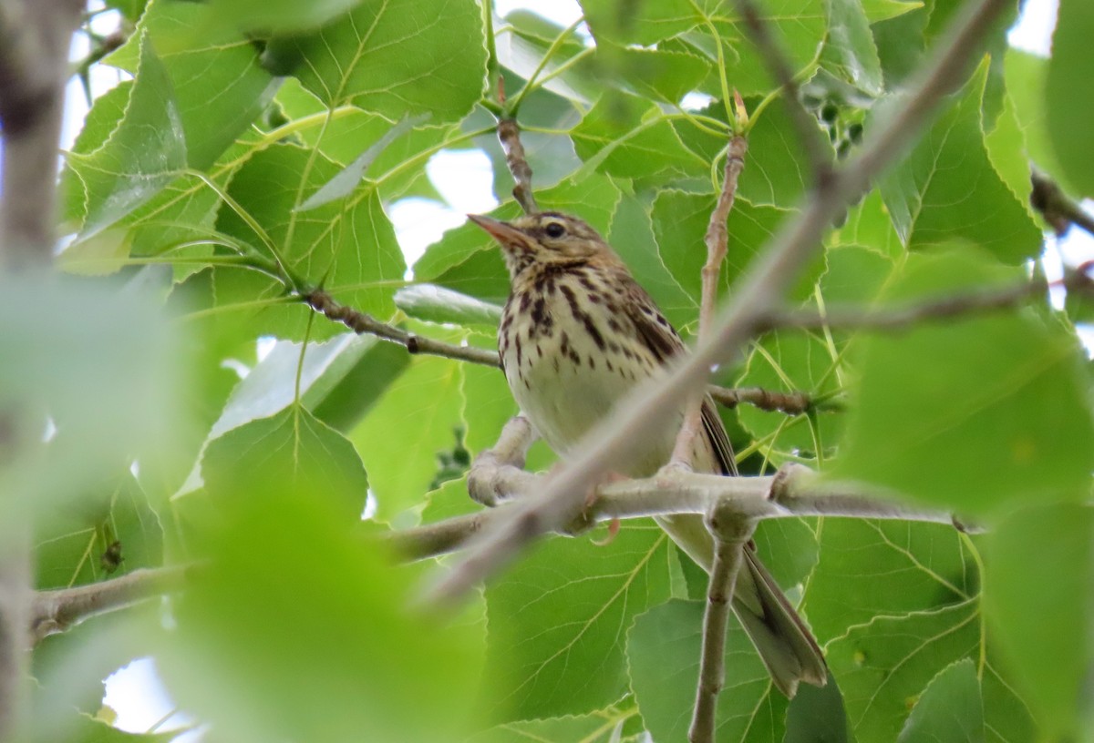 Pipit des arbres - ML619219911