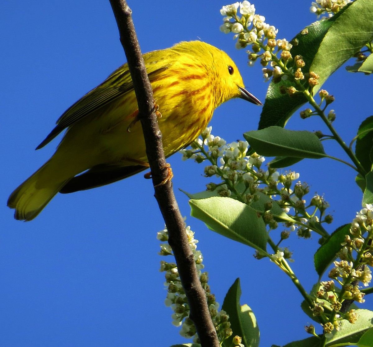 Yellow Warbler - ML619219912