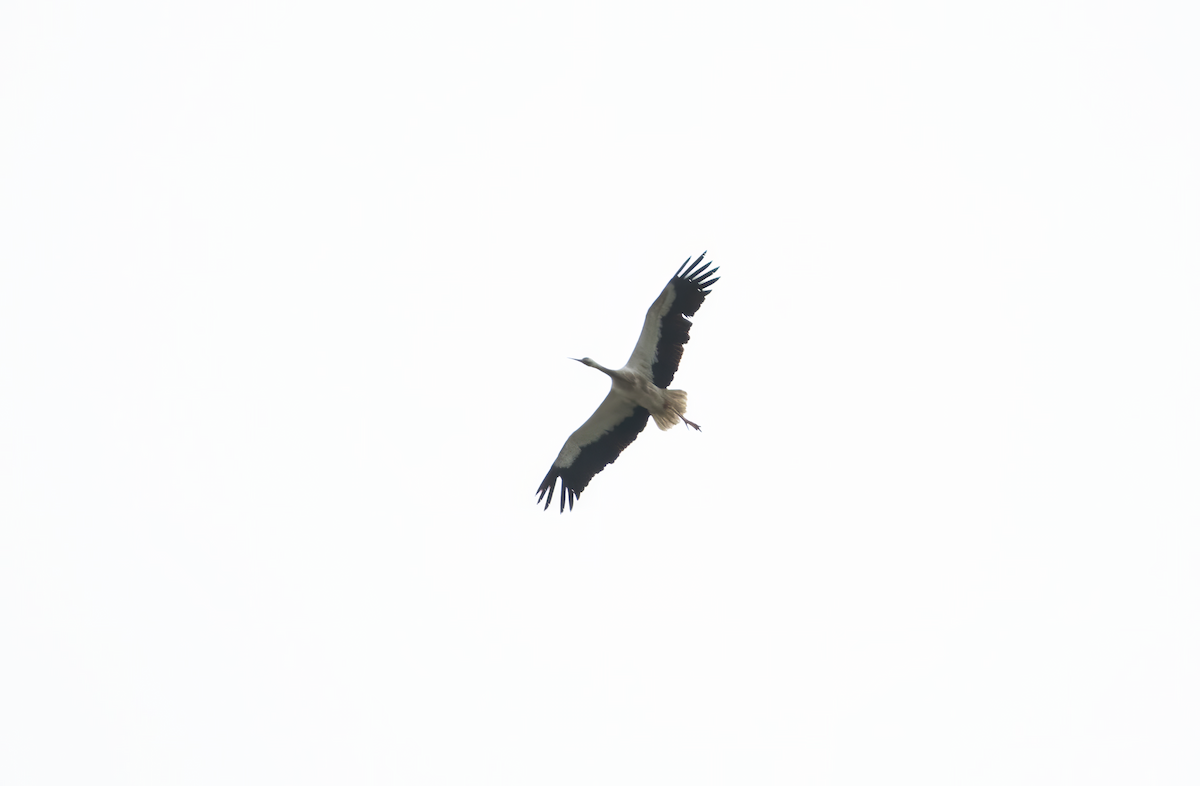 White Stork - Darwin Grijalva