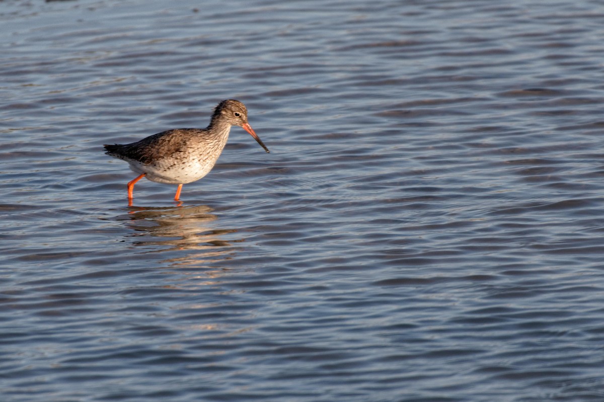 Common Redshank - ML619219925