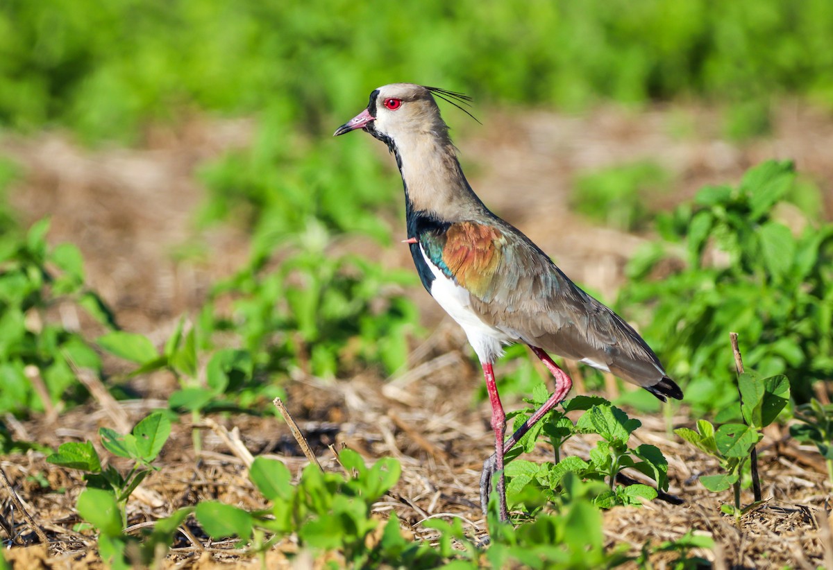 Southern Lapwing - Elby Anderson A Silva