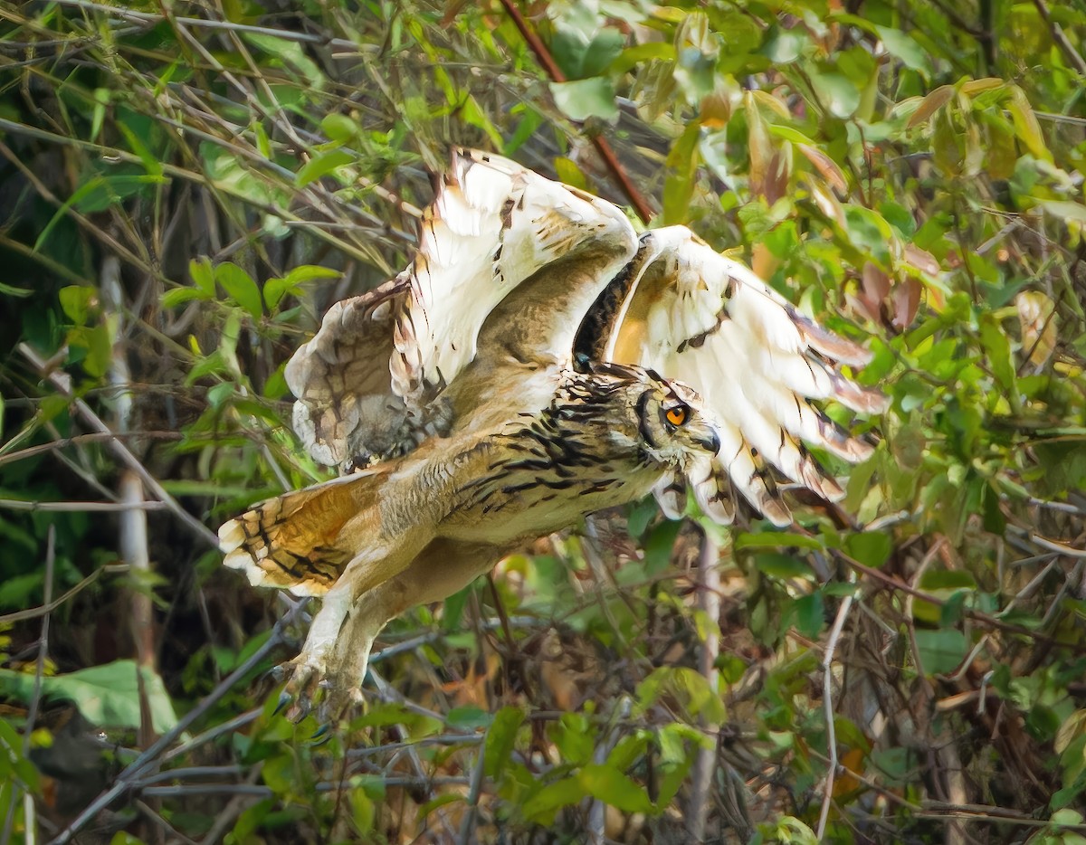 Rock Eagle-Owl - dhiman adhikari