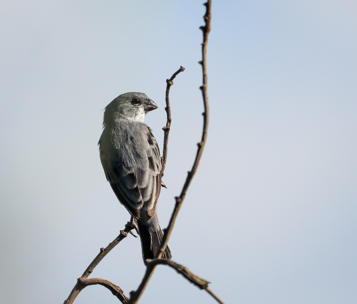 Plumbeous Seedeater - Elby Anderson A Silva