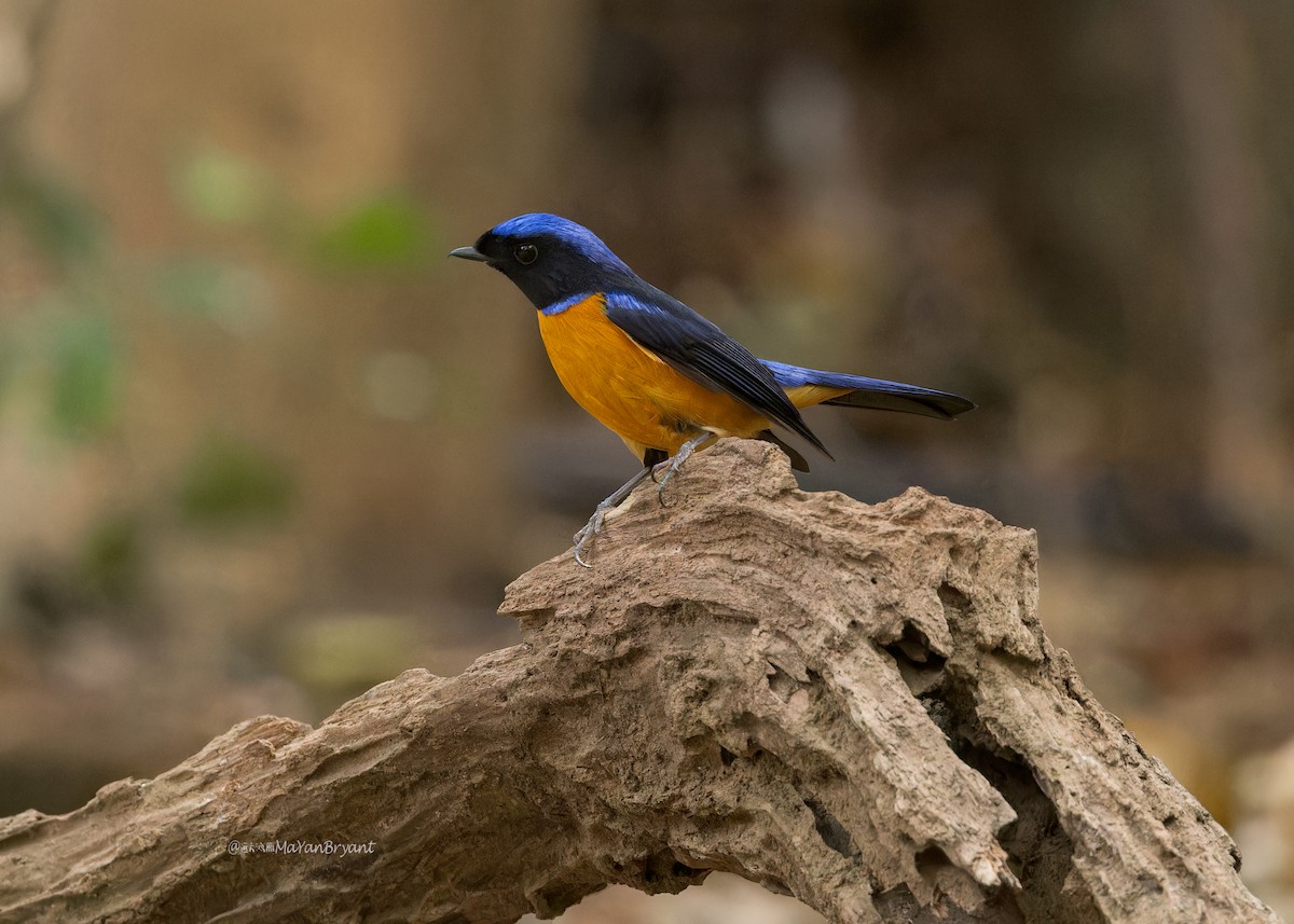 Rufous-bellied Niltava - Ma Yan Bryant