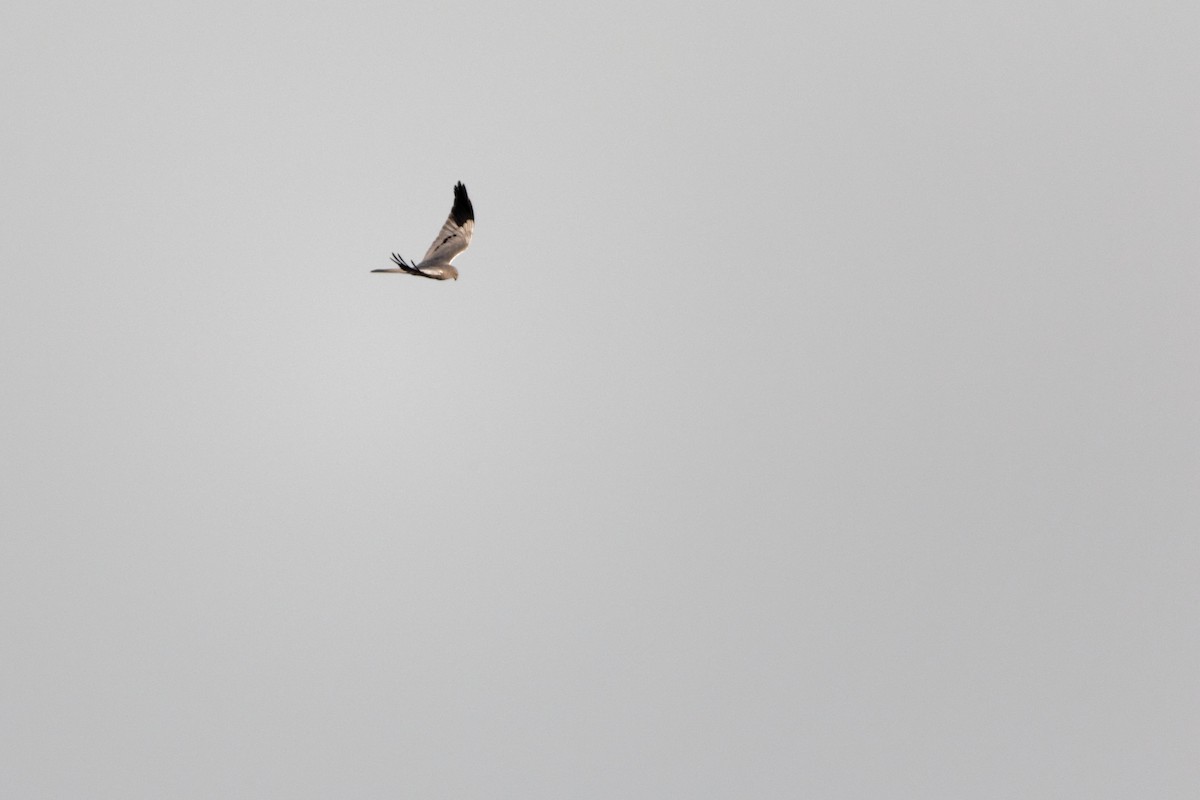 Montagu's Harrier - Anonymous