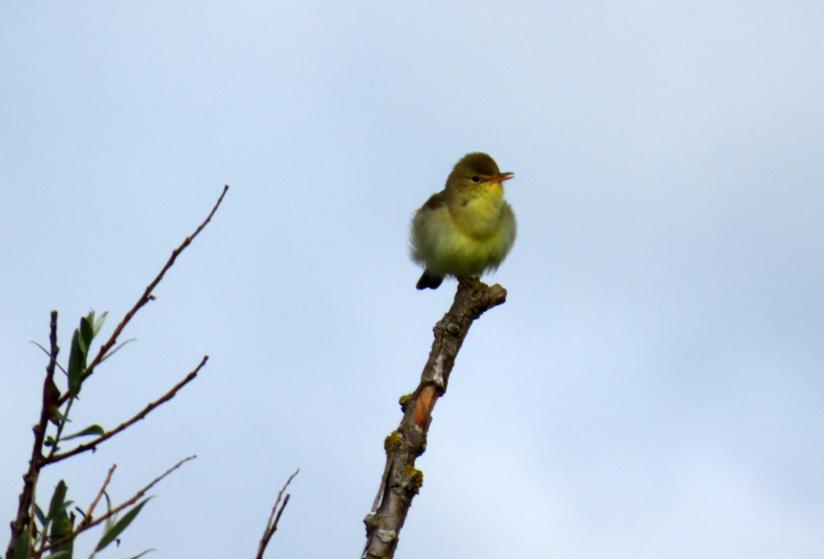 Melodious Warbler - Francisco Javier Calvo lesmes