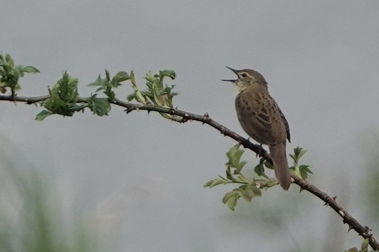 Common Grasshopper Warbler - David Oulsnam