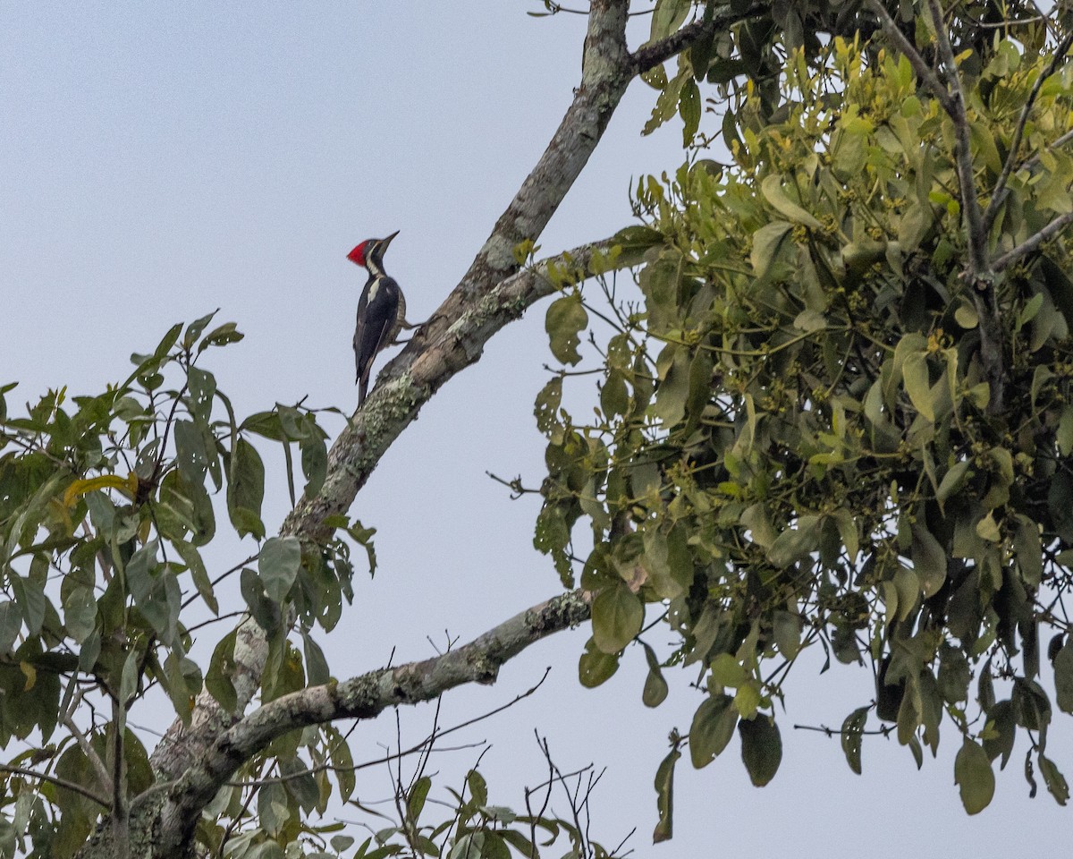 Lineated Woodpecker - Susan Brickner-Wren