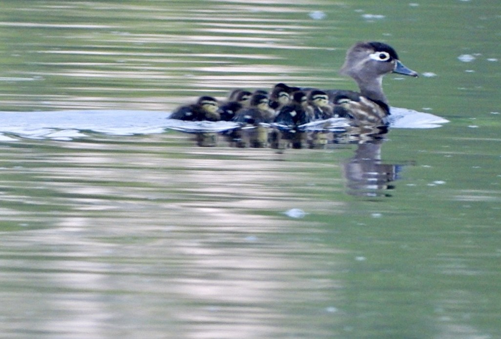 Wood Duck - Rosanne Petrich